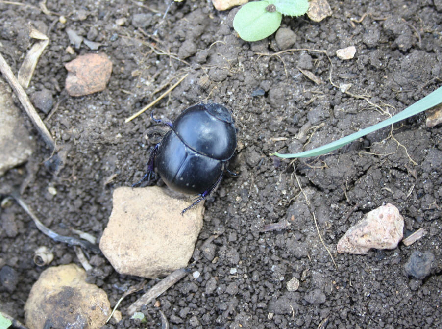 Jekelius intermedius?